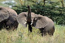 Young African elephant sniffs air. Serengeti, Tanzania
