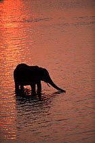 African elephant drinks in river at sunset, Chobe National Park, Botswanna