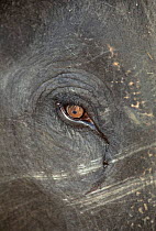 Close-up Indian elephant eye. Bandhavgarh Nationa Park, India