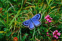 Large blue butterfly (Phengaris arion), female. Re-introduction programme. Somerset, England, UK, Europe
