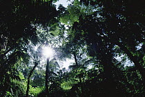 Sun filtering through fern forest canopy, Mountains of the Moon, Virunga NP, Democratic Republic of Congo (formerly Zaire)