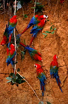 Green winged macaws feeding on minerals at river bank, Amazonia, Peru.