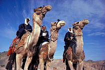 Bedouins riding camels at camel race, Sinai, Egypt Model released.