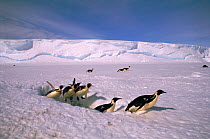 Emperor penguins cooming out of sea through a seal breathing hole, Antartica