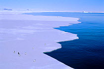 Edge of fast ice with Adelie penguins, Australian Antarctic Territory, Antarctica