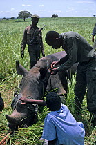 Fitting radio collar to sedated White Rhinoceros (Ceratotherium simum) Garamba NP, Republic of Congo