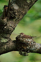 Brown flycatcher female (Muscicapa latirostris) on nest. Ussuriland, Primorskiy, Russia
