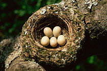 Brown flycatcher {Muscicapa latirostris} eggs in nest, Ussuriland, Primorsky Krai, Far East Russia