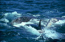 Killer Whale hunting grey whale calf; here trying to separate mother and calf. Photographed off Califronia coast, USA