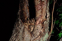 Collared scops owl (Otus bakkamoena lempiji) in tree hole. Ussuriland, Primorskiy, Russia