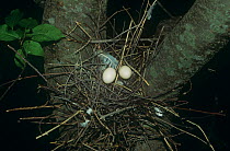 Oriental / Eastern turtle dove (Streptopelia orientalis) nest with two eggs in it, South Primorskiy, Ussuriland, Russia