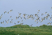 Common gulls in flight (Larus canus) S Uist, Scotland