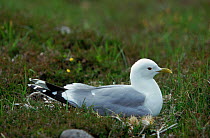 Common gull at nest, Scotland
