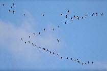 Pink footed geese fly in V-formation, Norfolk, UK