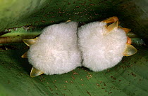 White (tent making) bats {Ectophylla alba} asleep i leaf folds, Atlantic rainforest, Costa Rica