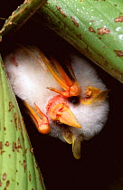 White / Tent making bat roosting, Costa Rica (Ectophylla alba) Atlantic rainforest