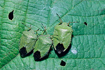 Green shield bugs on leaf (Palomena prasina) UK