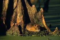 Coypu / Nutria (Myocastor coypus) resting in swamp, Louisiana, USA