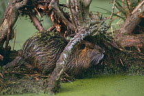 Coypu / Nutria {Myocastor coypus} in swamp, Louisiana, USA