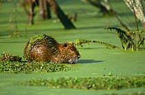 Coypu / Nutria {Myocastor coypus} in swamp, Louisiana, USA