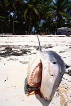 Tiger shark carcass on beach (Galeocerdo cuvieri) caught on long line, Zanzibar, Tanzania