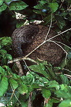 White bellied tree pangolin (Phataginus / Manis tricuspis) raiding a termite nest, Epulu Ituri rainforest Reserve, Dem Rep of Congo