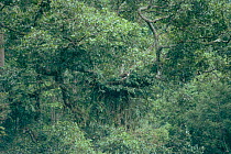 Monkey eating eagle nest in wild, Philippines