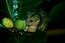 Little celebes cuscus (Phalanger celebensis) feeding. Indonesia