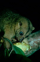 Little celebes cuscus (Phalanger celebensis) foraging, Indonesia