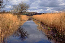 Leighton Moss RSPB reserve, breeding site for Bitterns. Lancashire, England, UK, Europe