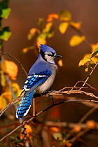 Blue jay perched, Long Island, USA