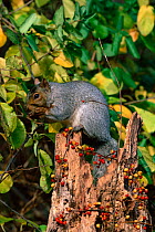 Grey squirrel (Sciurus carolinensis) feeds on berries. NY, USA Long Island.