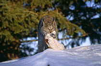Canadian lynx {Lynx lynx canadensis} with Snowshoe hare prey, captive, Canada.