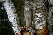Canadian lynx (Lynx lynx canadensis) captive, Canada