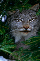 Canadian lynx (Lynx lynx canadensis) captive, Canada
