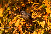 Mockingbird amongst berries, Everglades NP, Florida, USA