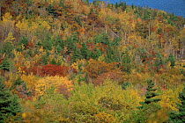 Autumnal canopy colours, Acadia NP, Maine, USA