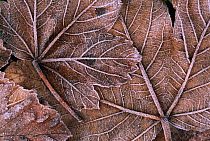 Frosted sycamore (Acer pseudoplatanus) leaves. Scotland Angus