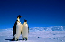 Emperor Penguins (Aptenodytes forsteri) Antarctic Auster EP rookery Australian Antarctic