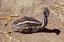Emu chick, Australia (Dromaius novaehollandiae)