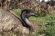 Emu male at nest Perth Australia