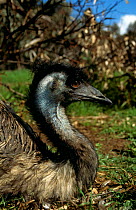 Emu male sitting at nest (Dromaius novaehollandiae) Perth Australia captive