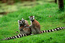 Ring-tailed lemur with young (Lemur catta) captive, Madagascar.