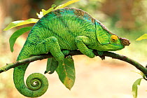 Parson's chameleon male, Madagascar