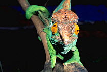 Male Parson's chameleon (Chamaeleo parsonii) La Madraka Farm, Madagascar, captive