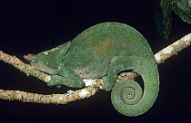 Parson's chameleon (Chamaeleo / Calumma parsonii) male resting on branch, Mantadia NP, Madagascar