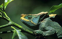 Parson's chameleon (Chamaeleo / Calumma parsonii) male, portrait of head, Madagascar