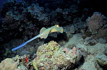 Ribbontail ray at coral reef (Taeniura lymna) Red Sea