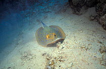Ribbontail ray on seabed. (Taeniura lymna) Red Sea