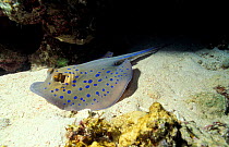 Ribbontail ray on sea bed. (Taeniura lymna) Red Sea